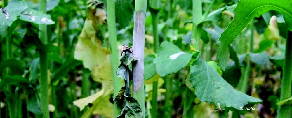 Sclerotinia symptoms on an oilseed rape stem
